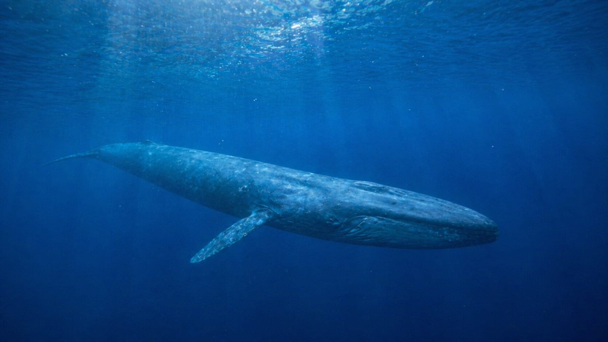 Foto de ballena azul