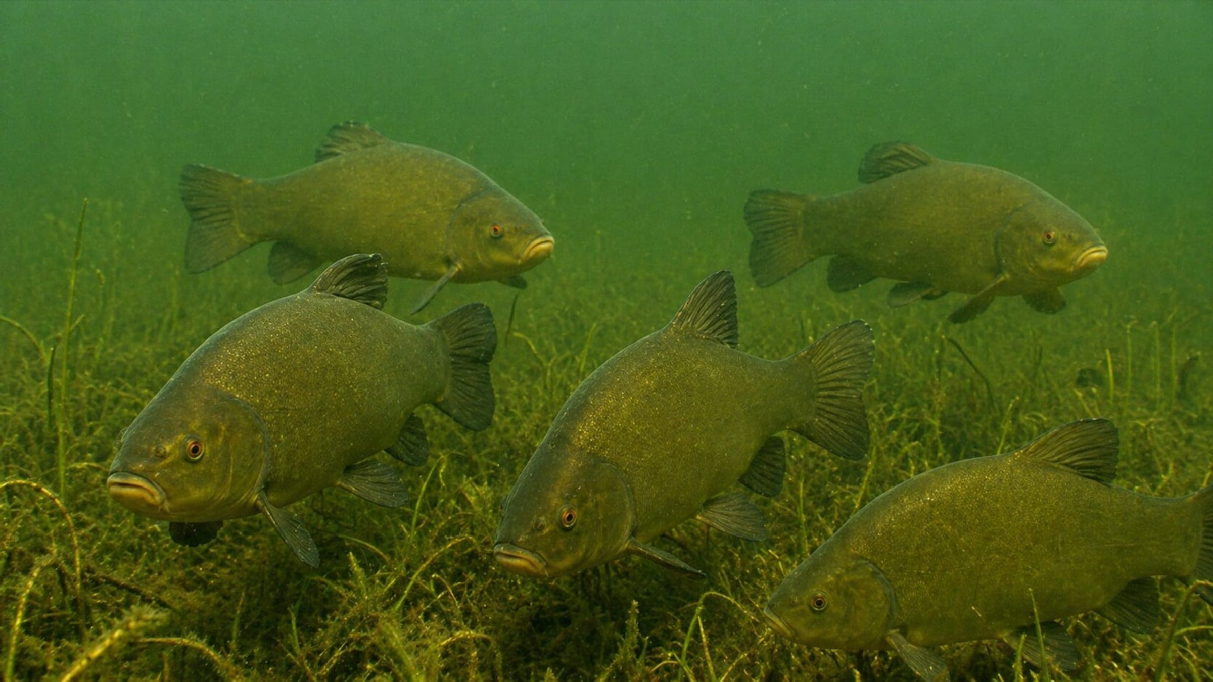 Photo of Tench
