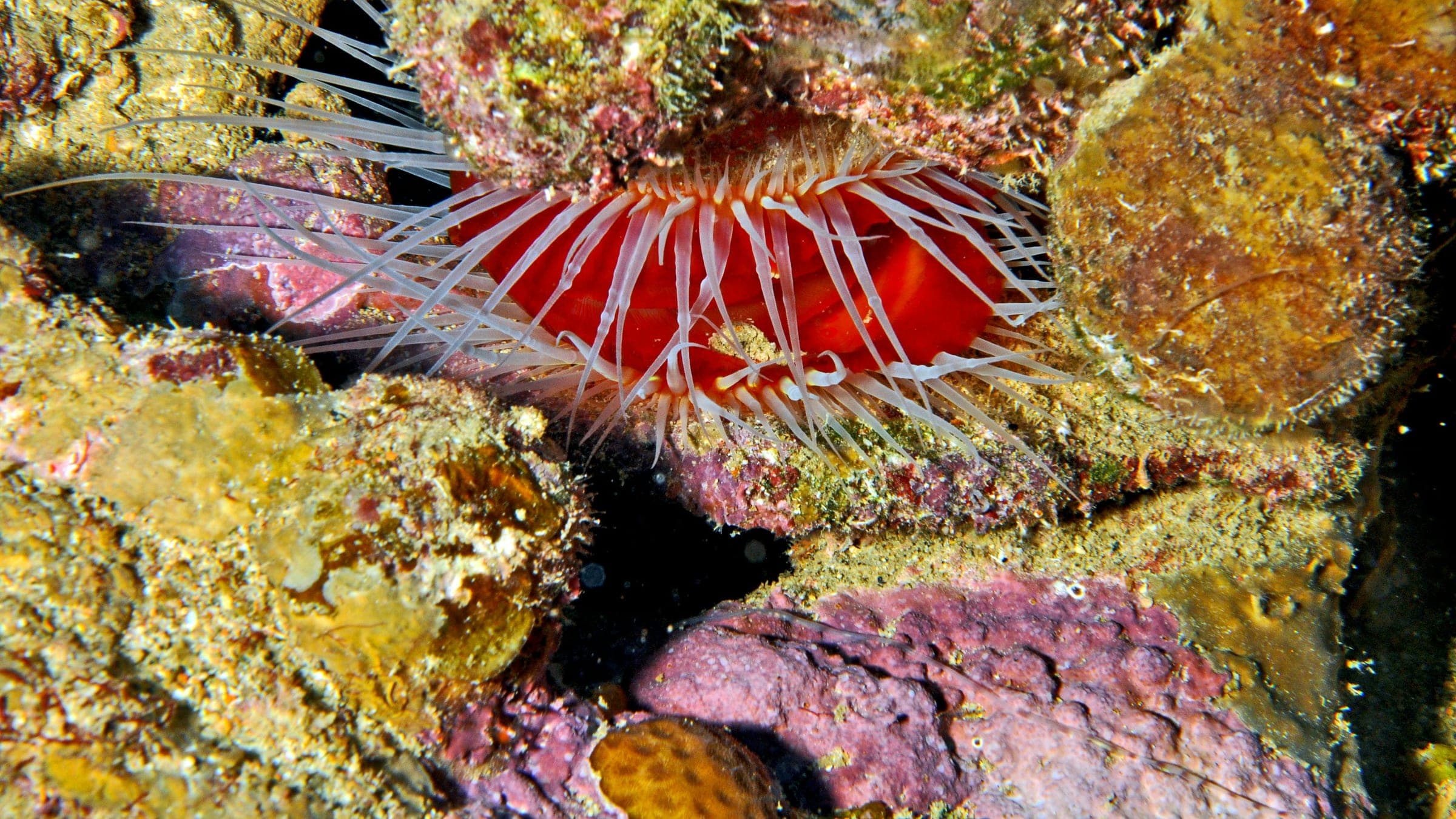 a close up of a sea anemone on a coral