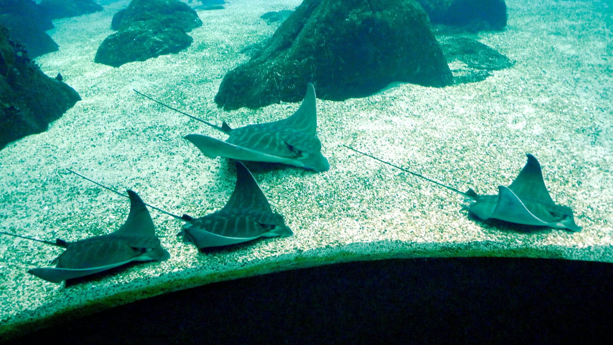 Gestreifter Adlerrochen ( Pteromylaeus bovinus )