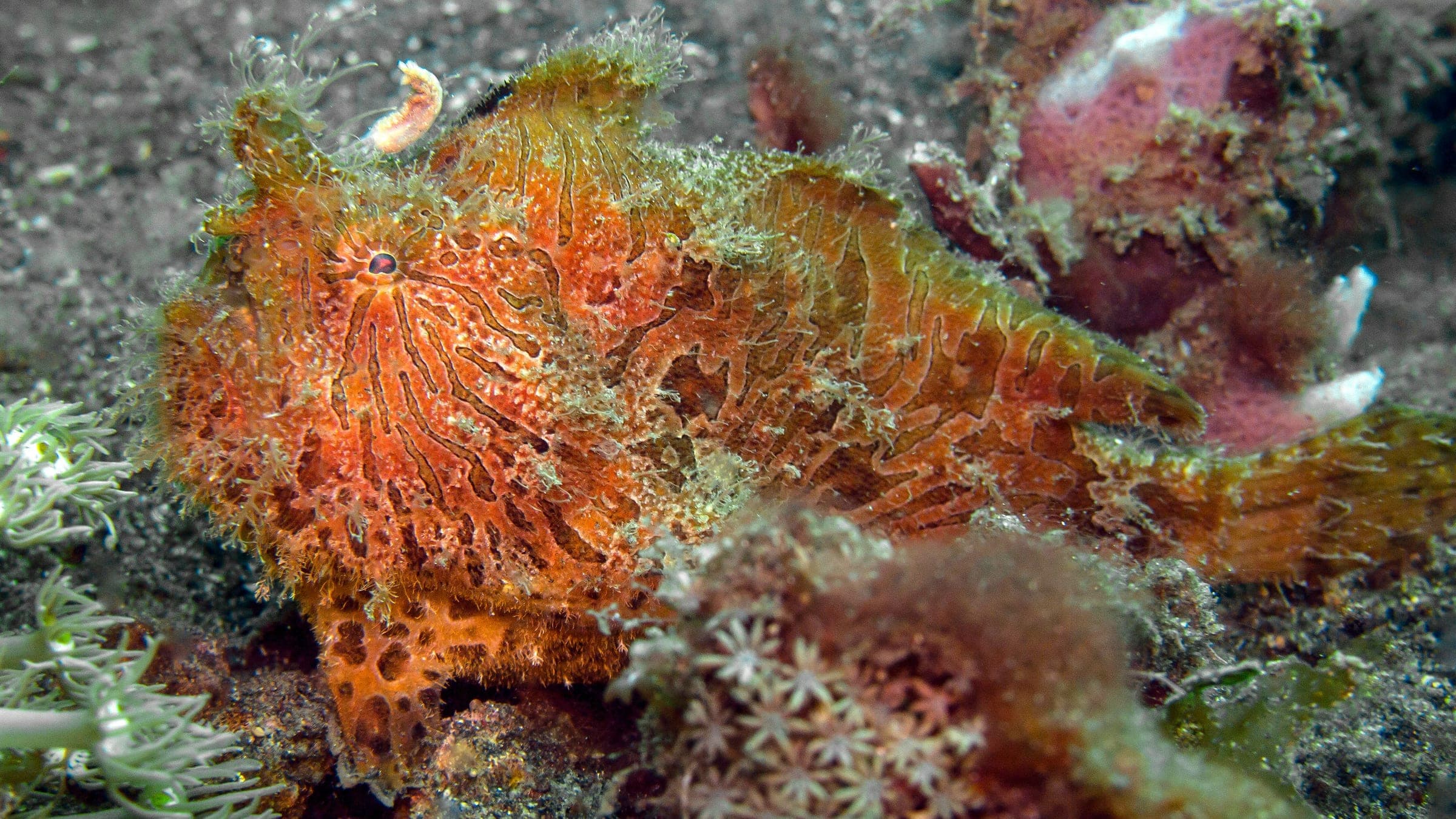 a close up of a sea anemone on the ocean floor
