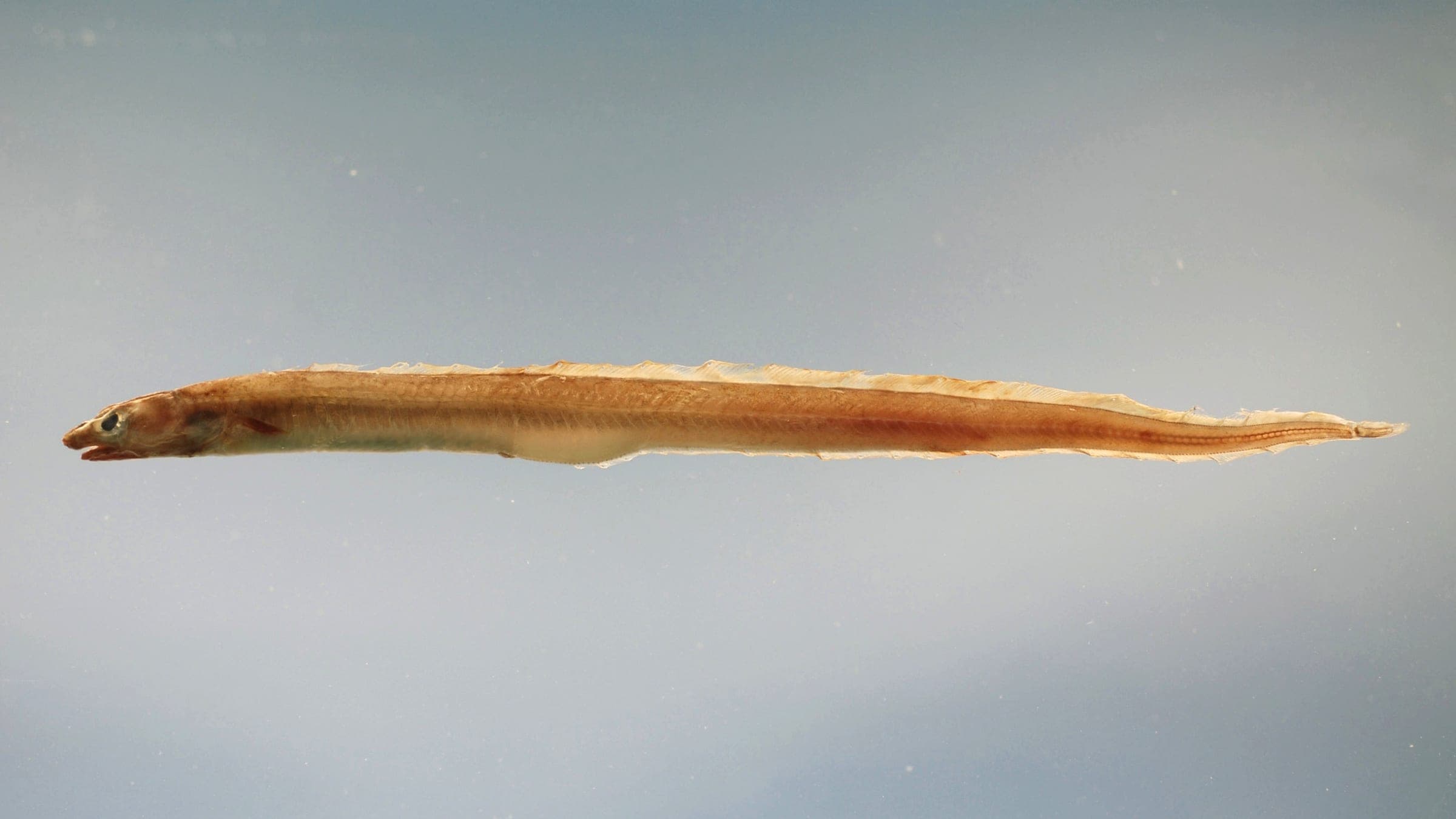 Conger oceanicus from the Gulf of Mexico