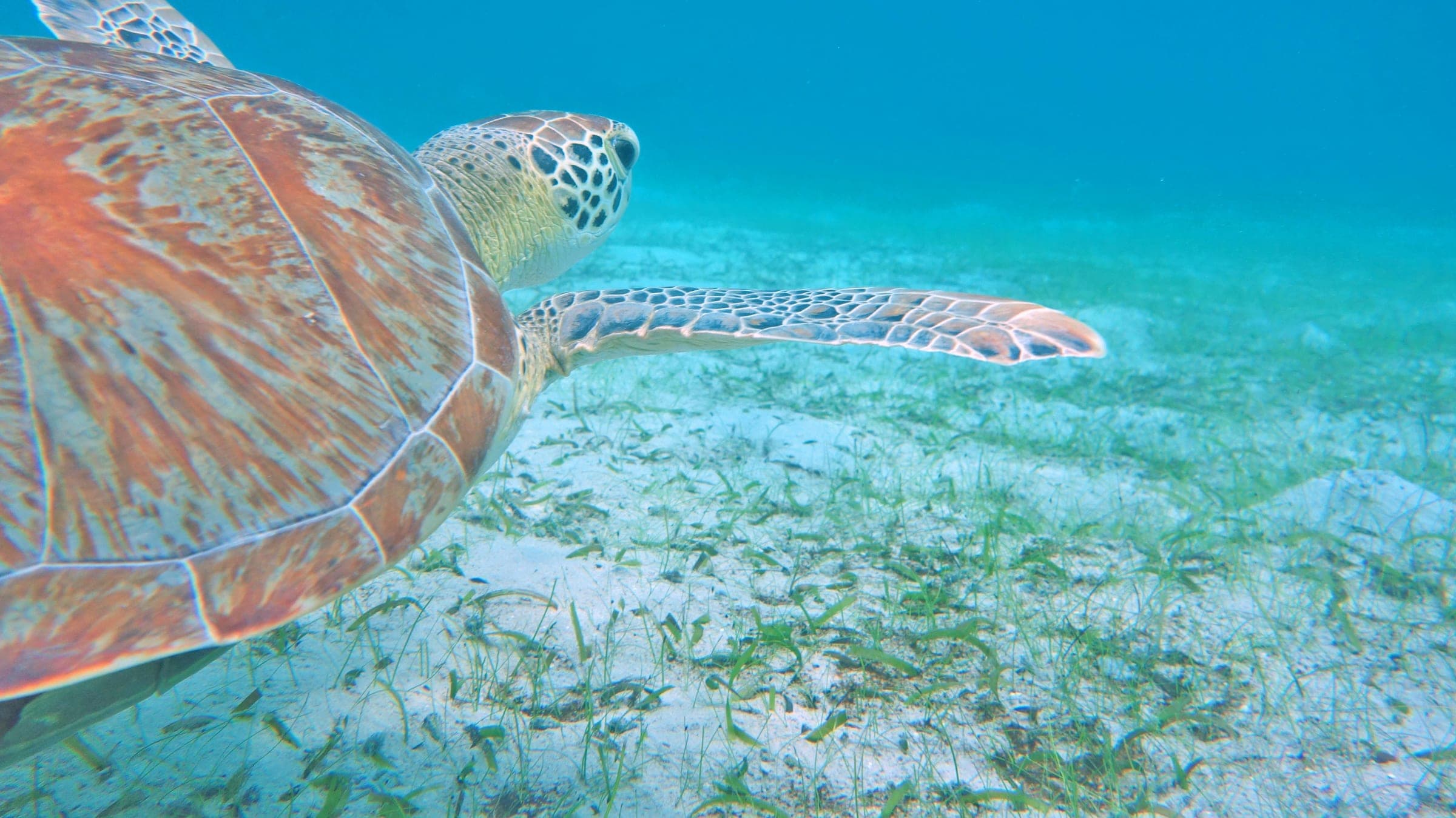 brown and black turtle under water