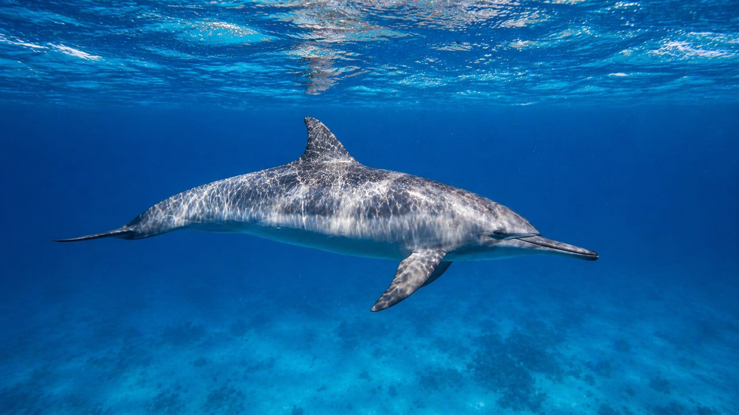 Photo of Spinner Dolphin