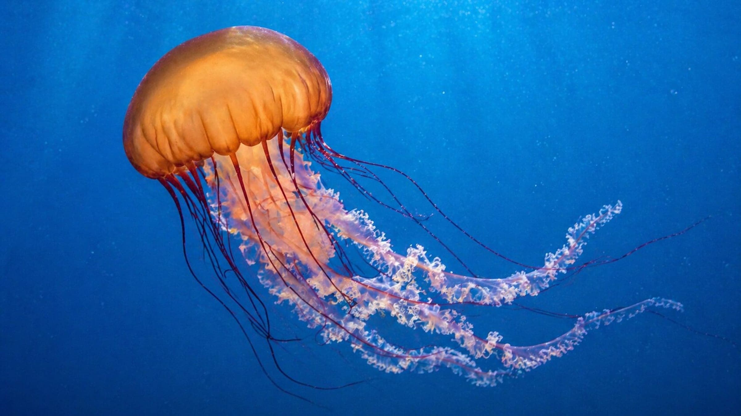 Foto de una ortiga de mar