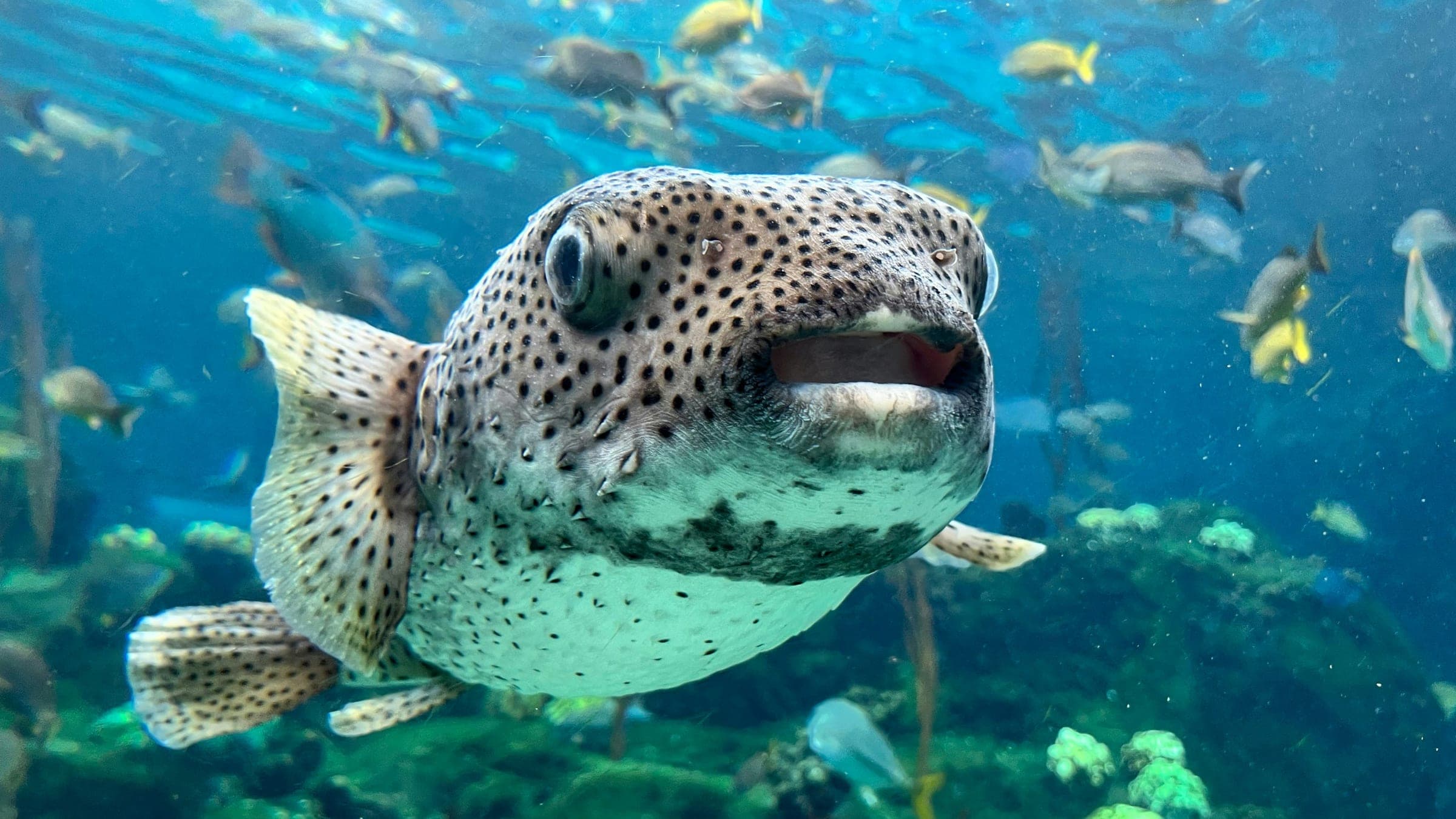 a large group of fish swimming around a coral reef