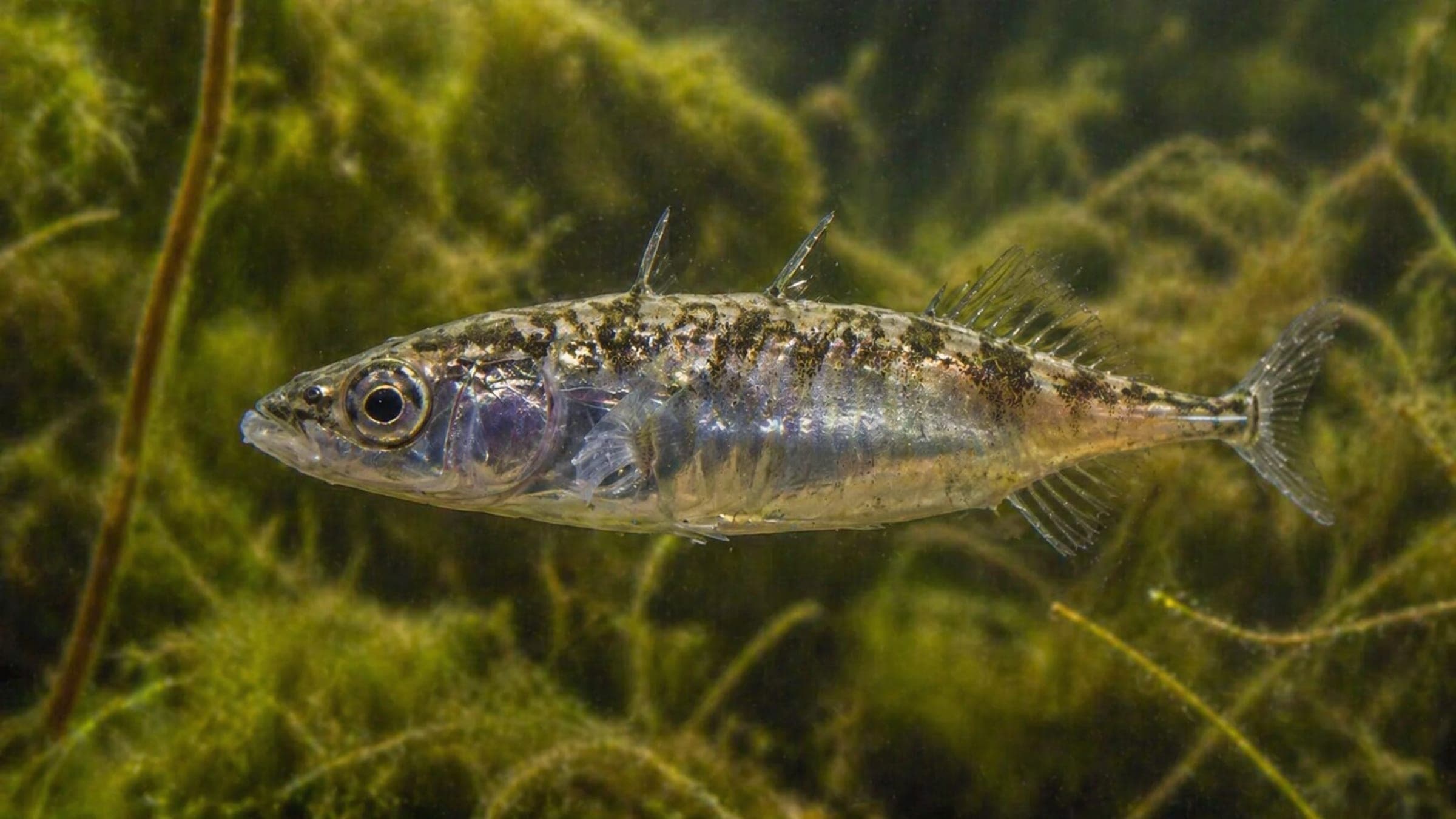 Photo of Stickleback