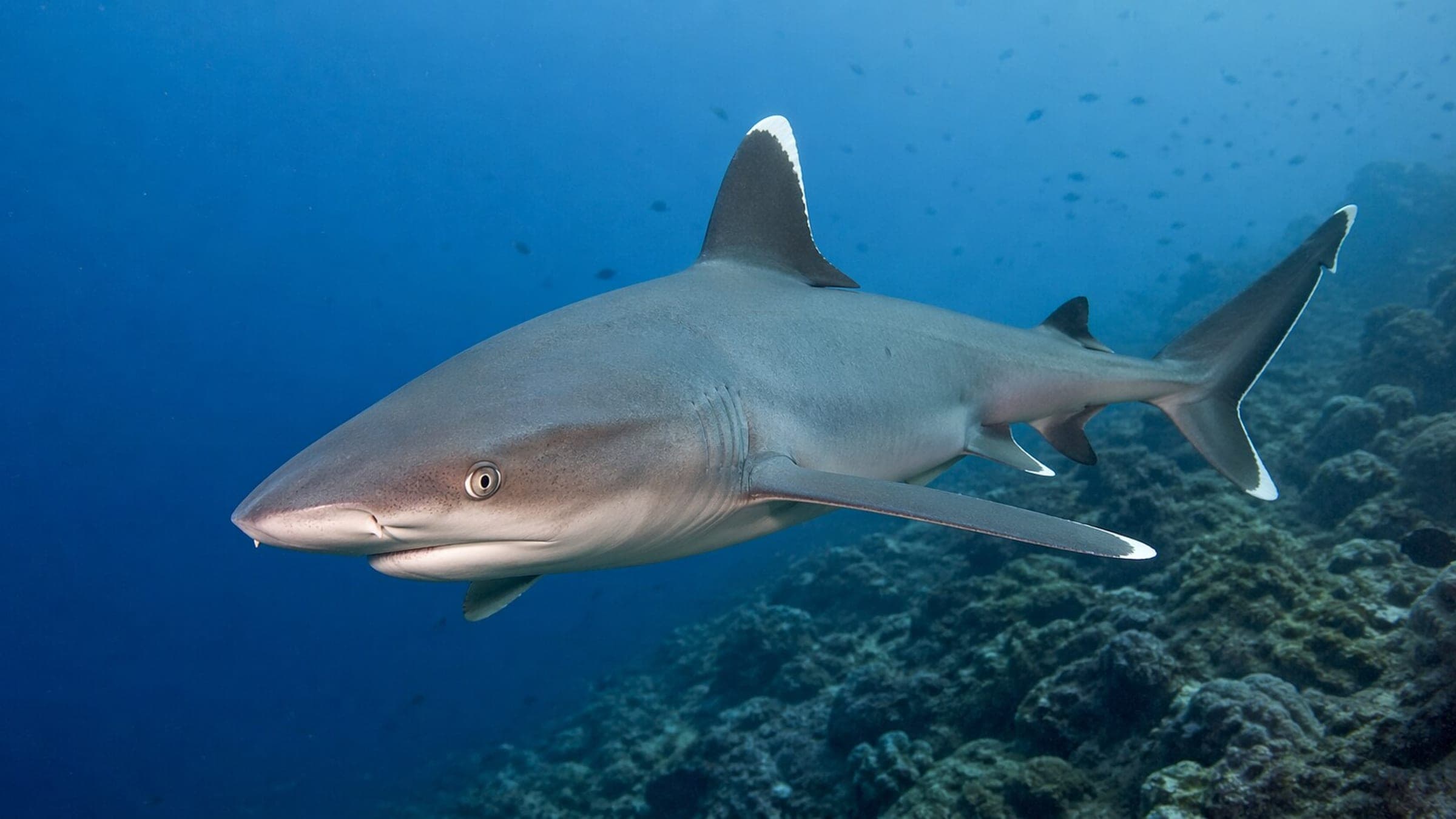 Photo of Silvertip Shark