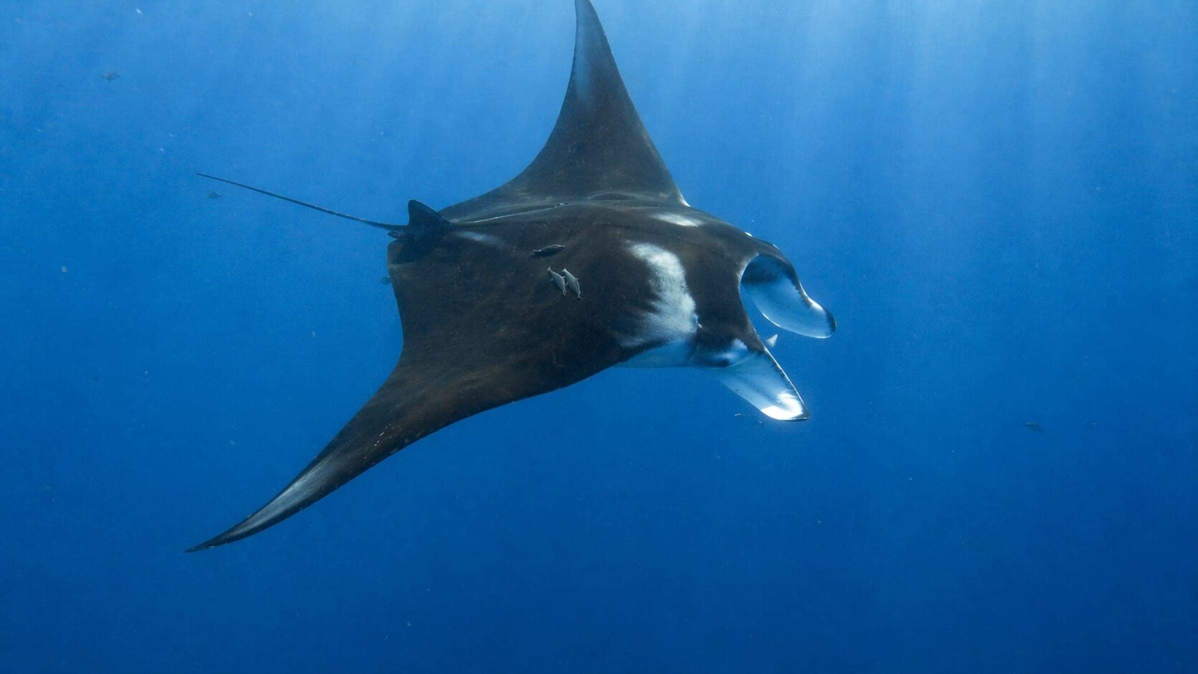 Photo of Giant Oceanic Manta Ray