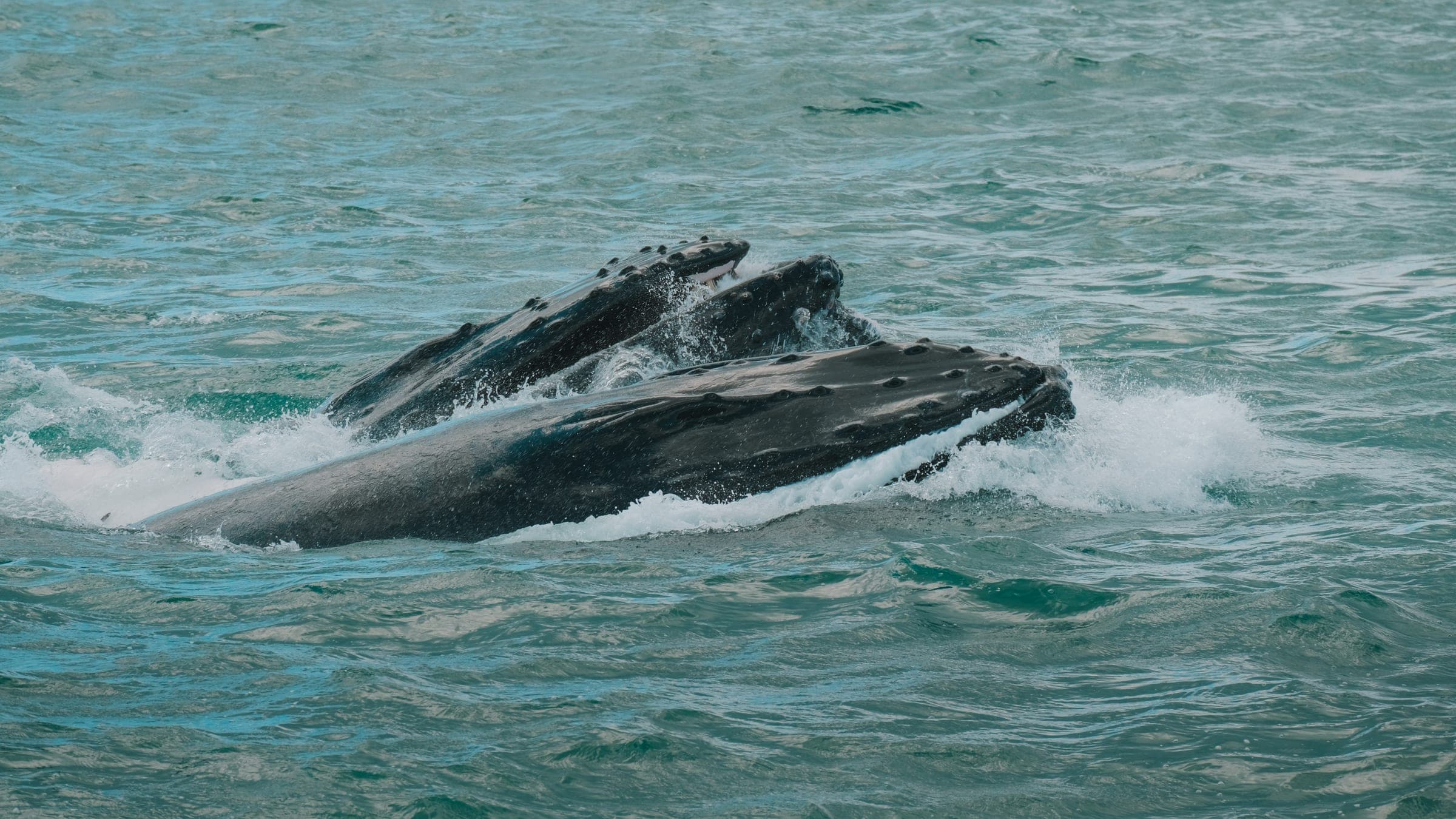 Two humpback whales breaching in choppy ocean water.
