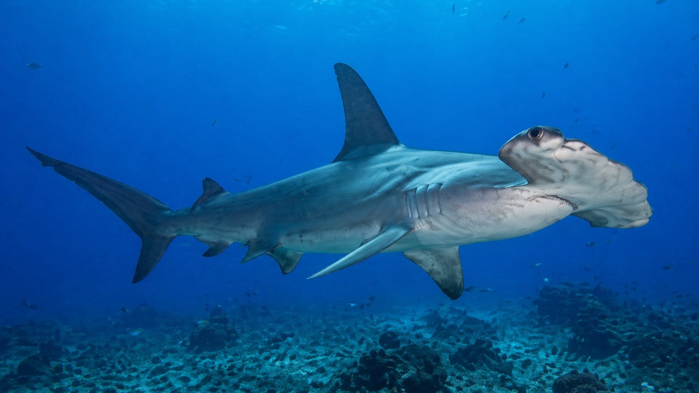 Photo of Scalloped Hammerhead