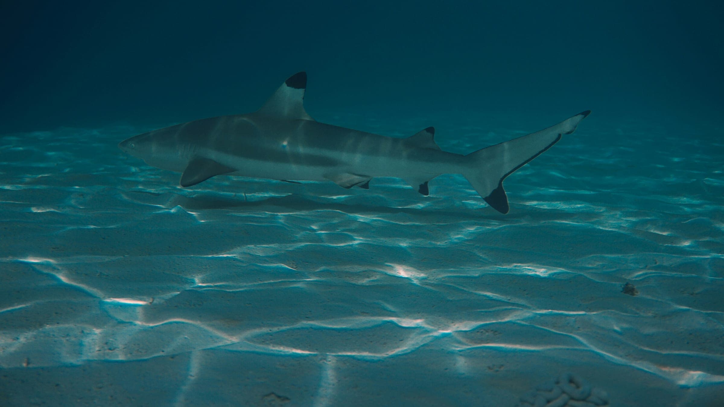 A blacktip reef shark swims over sandy seabed.
