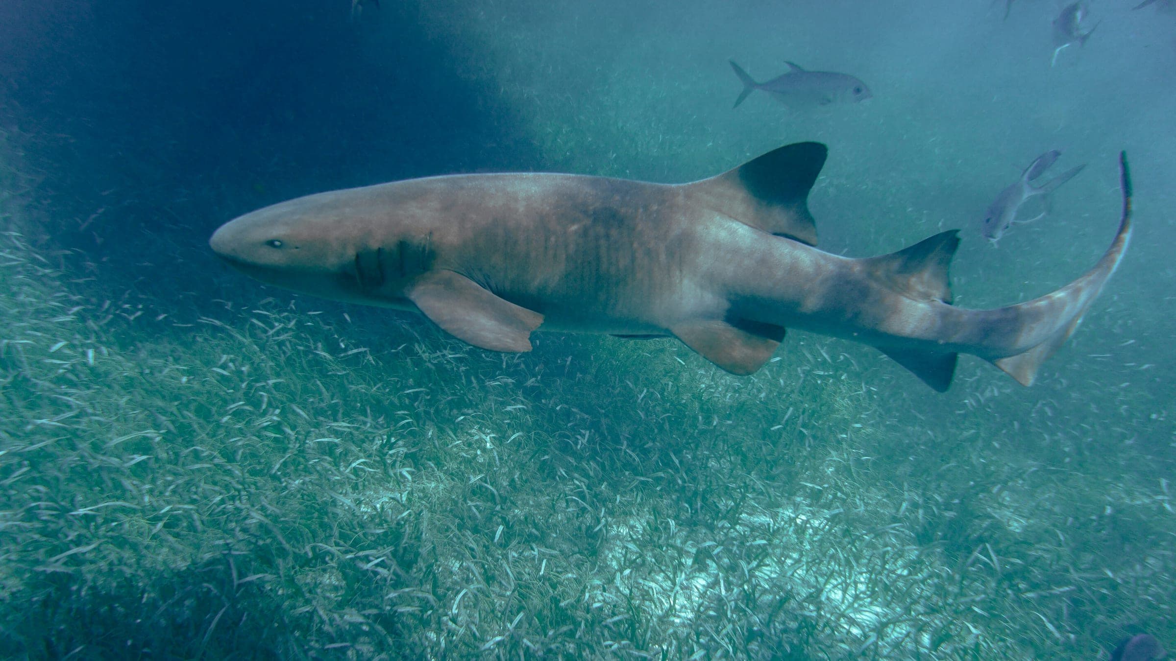 gray shark in body of water