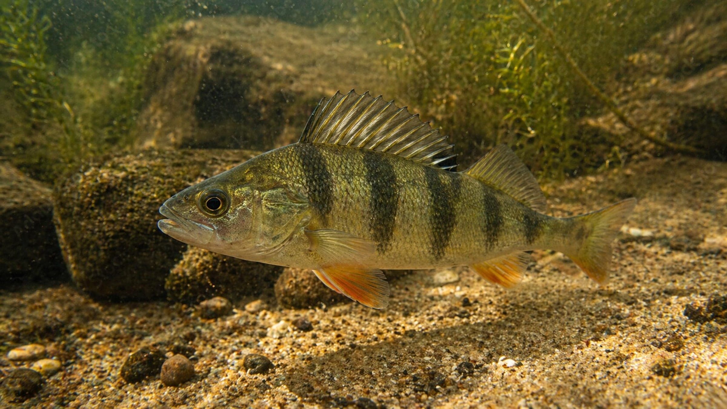 Photo of Perch
