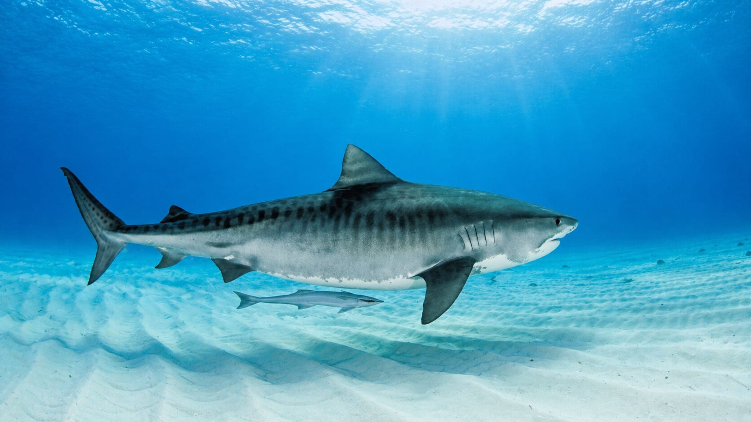 Photo of Tiger Shark