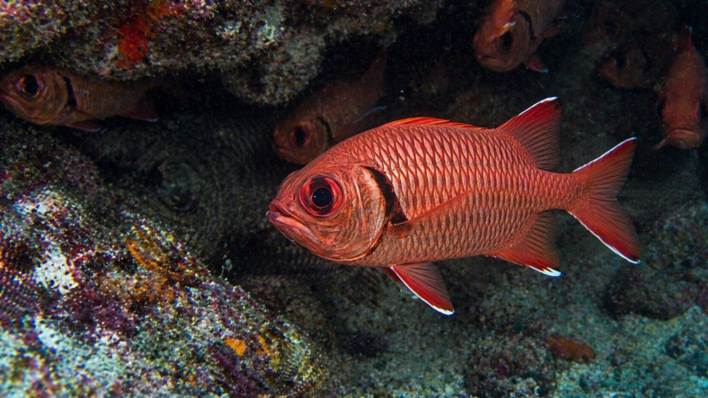 Photo of Soldierfish