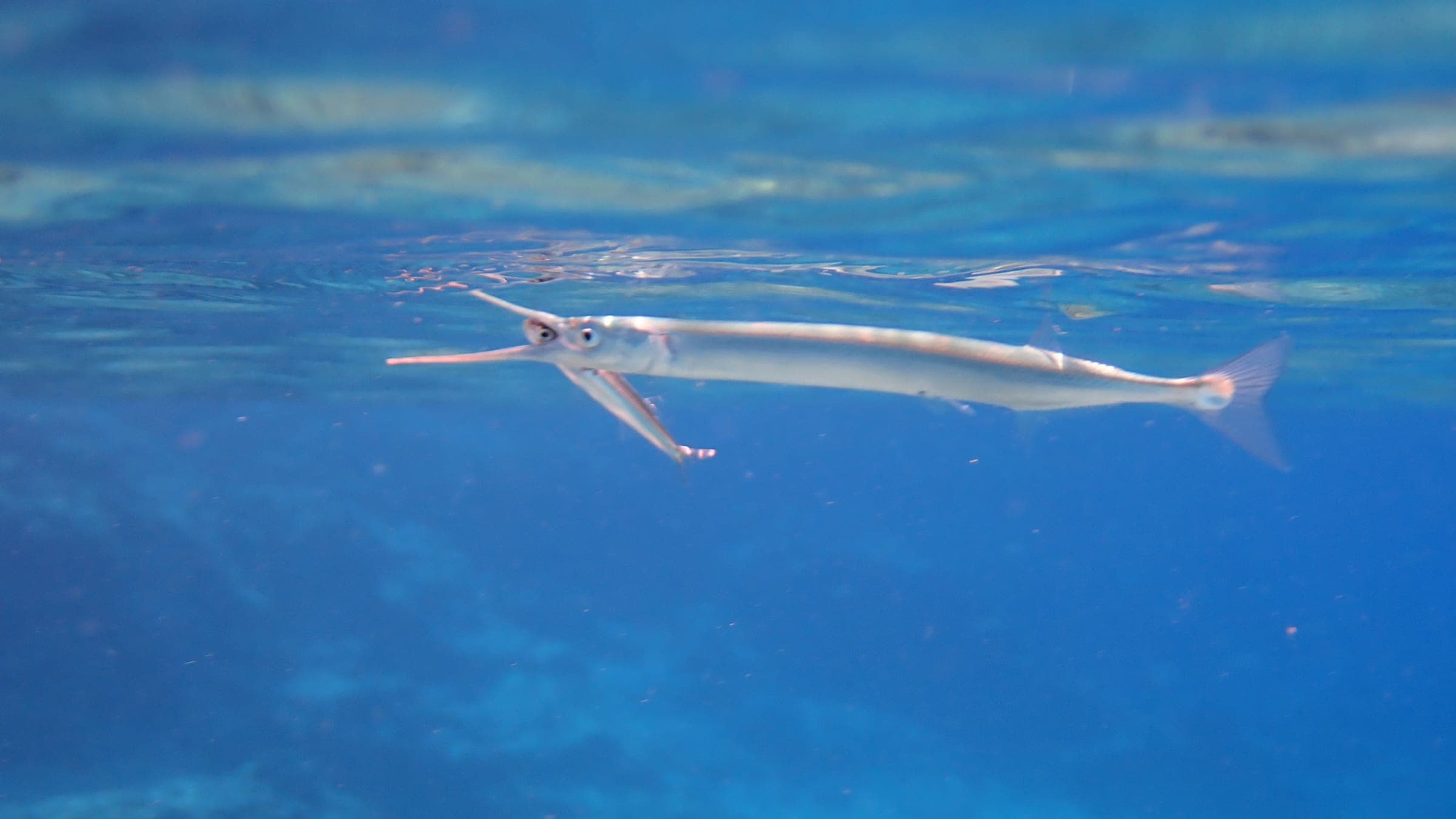 Photo of Garfish uploaded from iNaturalist .