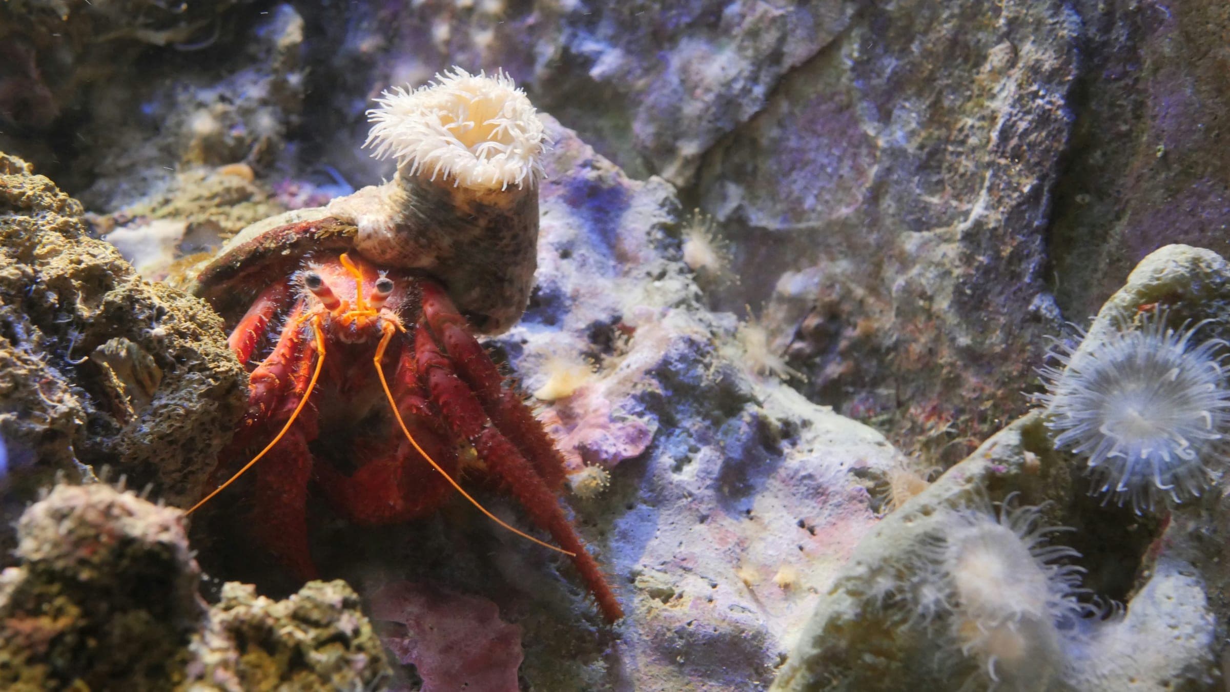 brown and white sea creature on gray and black coral reef
