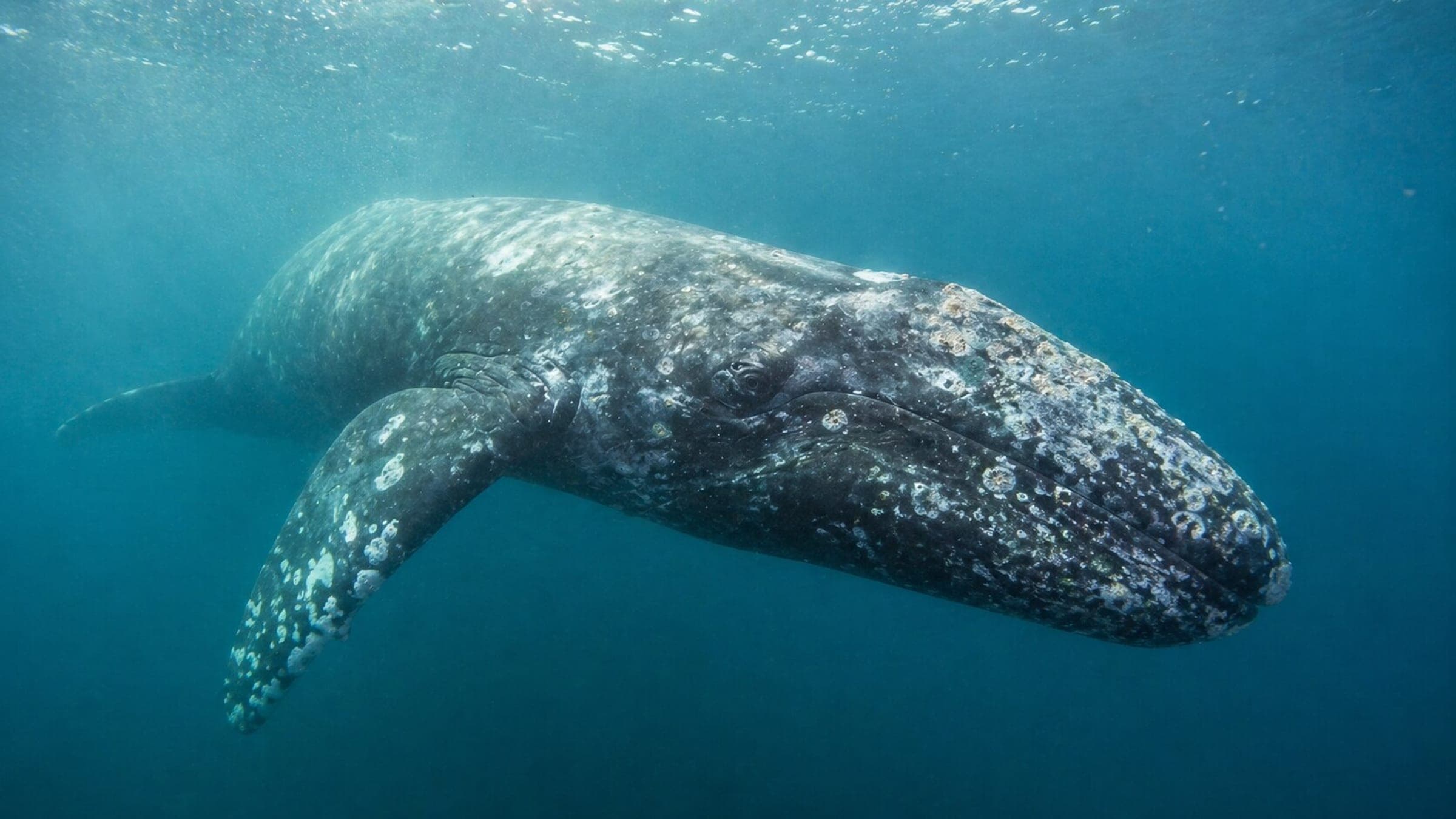 Foto de ballena gris