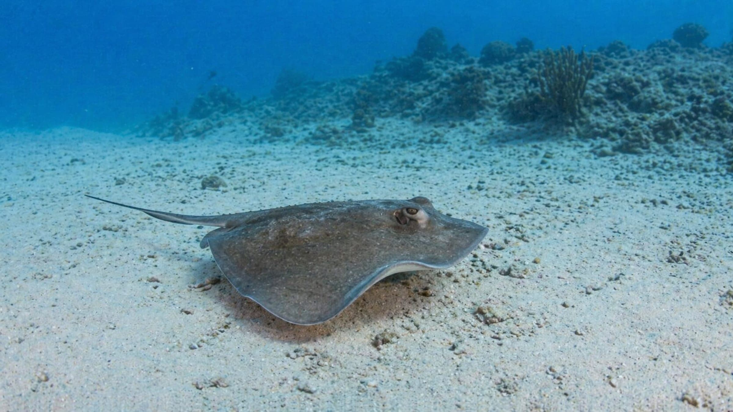 Photo of Skate Fish