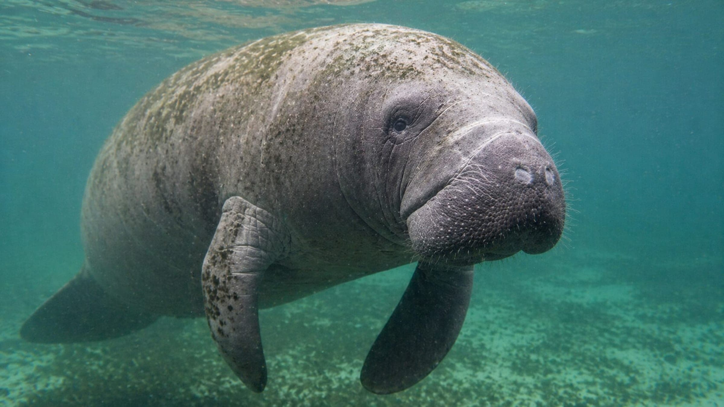 Photo of Manatee