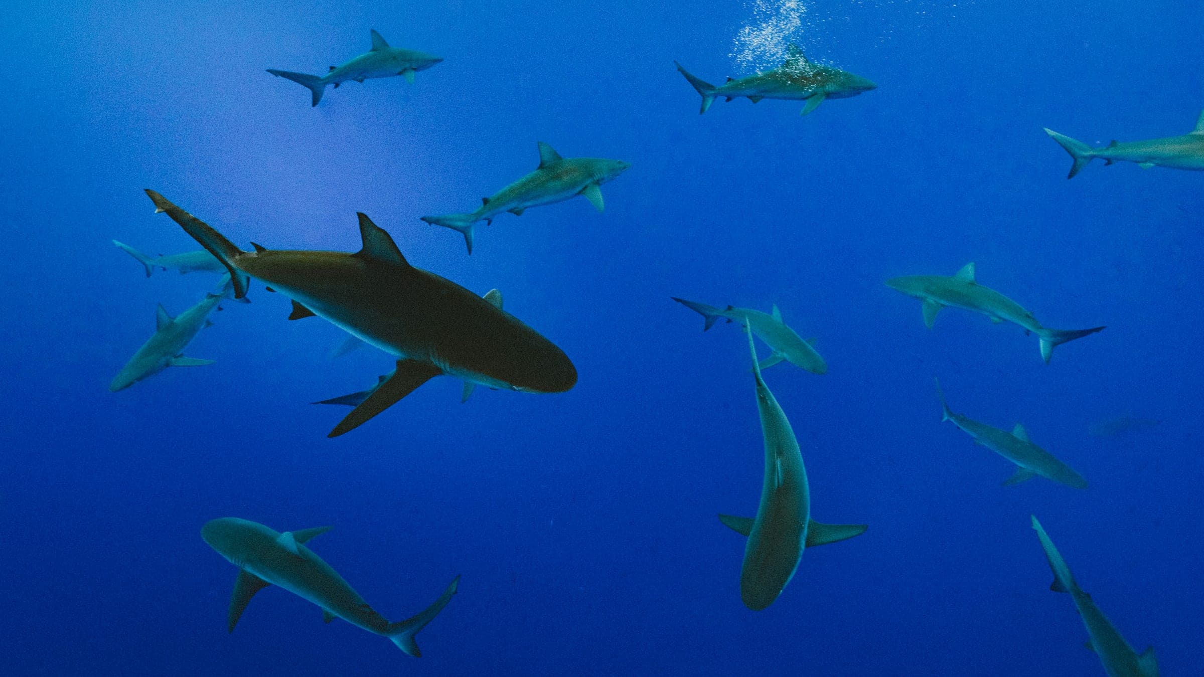 underwater photography of school of gray shark