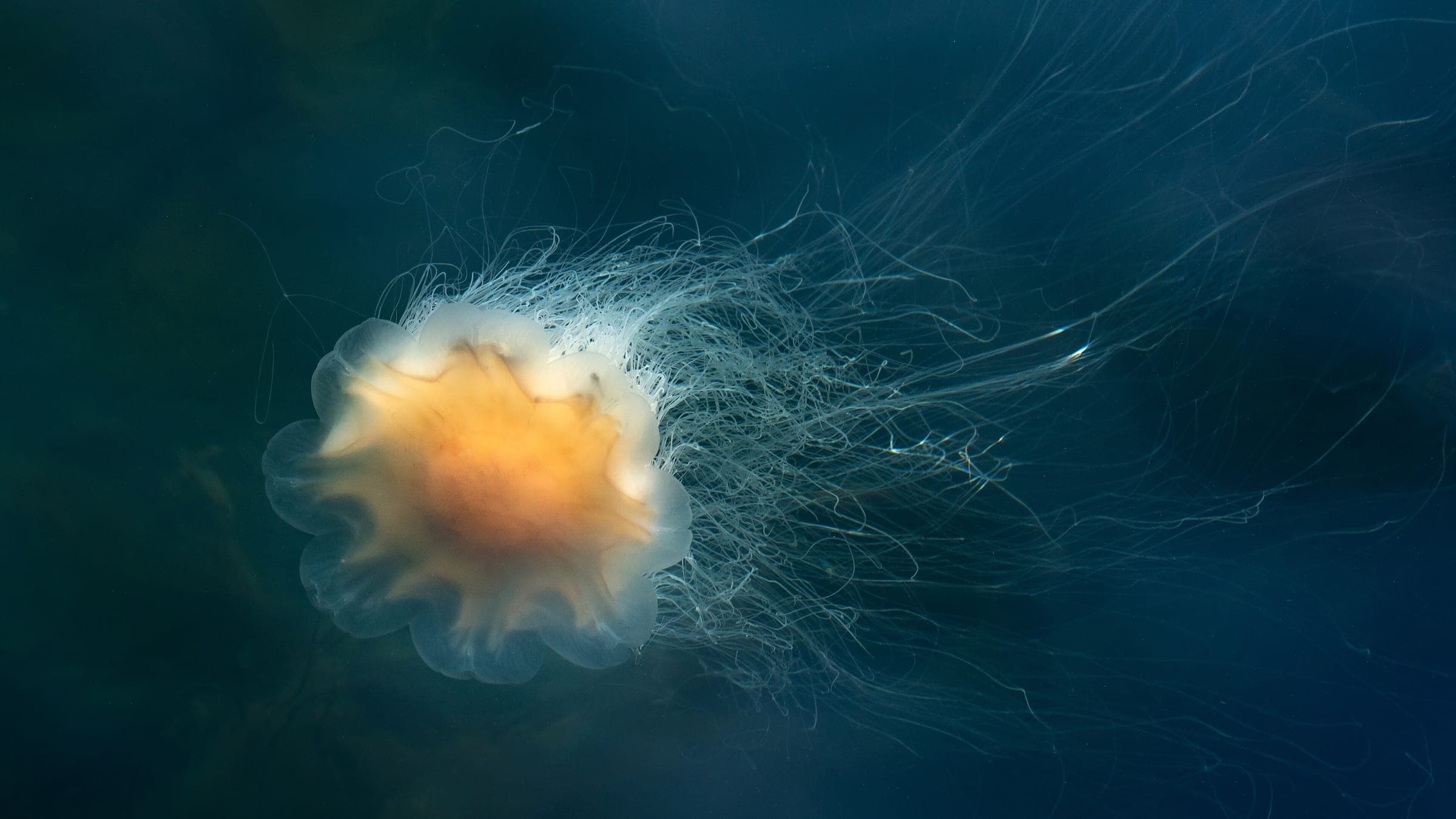Lion's mane jellyfish ( Cyanea capillata ) in Gullmarn fjord at Sämstad, Lysekil Municipality, Sweden. This specimen is about 10–12 cm (3.9–4.7 in) in diameter and the tentacles are about 60–80 cm (24–31 in) long. It is photographed from a jetty. The color of the background is made up from algae on