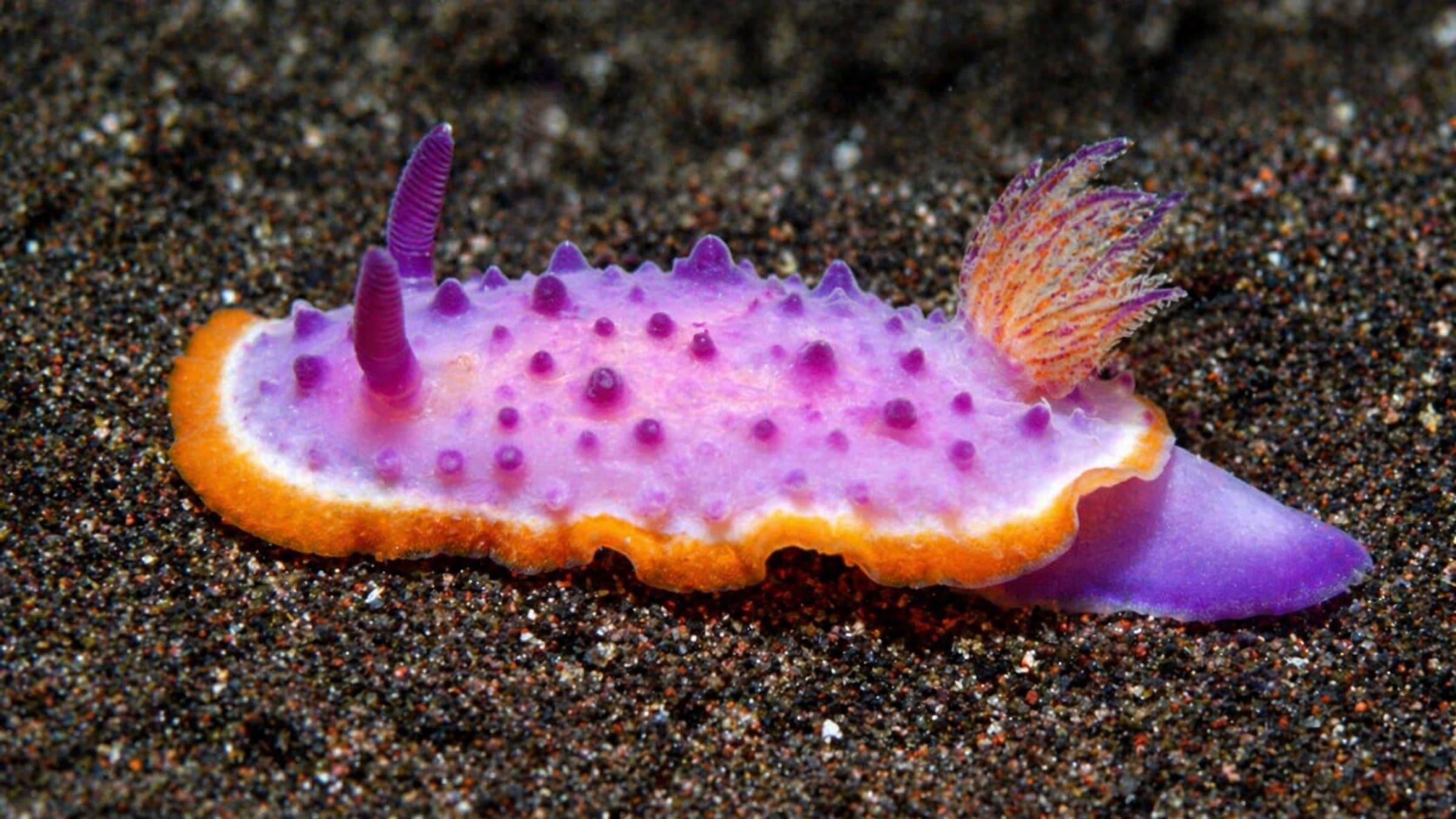 Photo of Nudibranch
