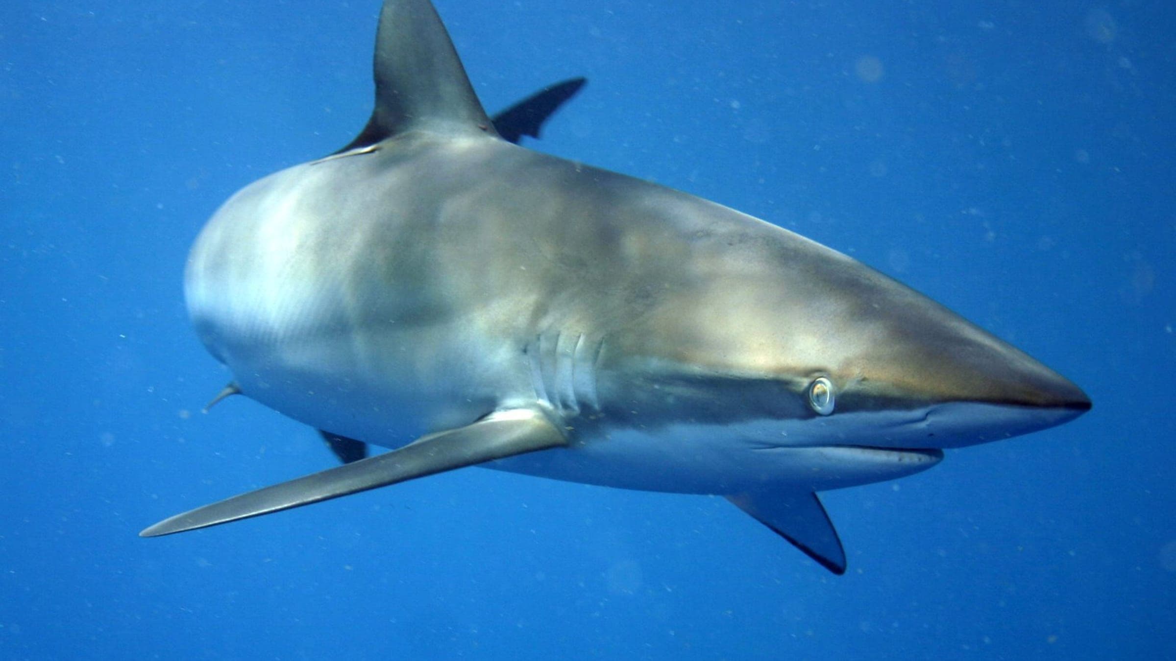 Silky shark ( Carcharhinus falciformis ) at Jardines de la Reina, Cuba