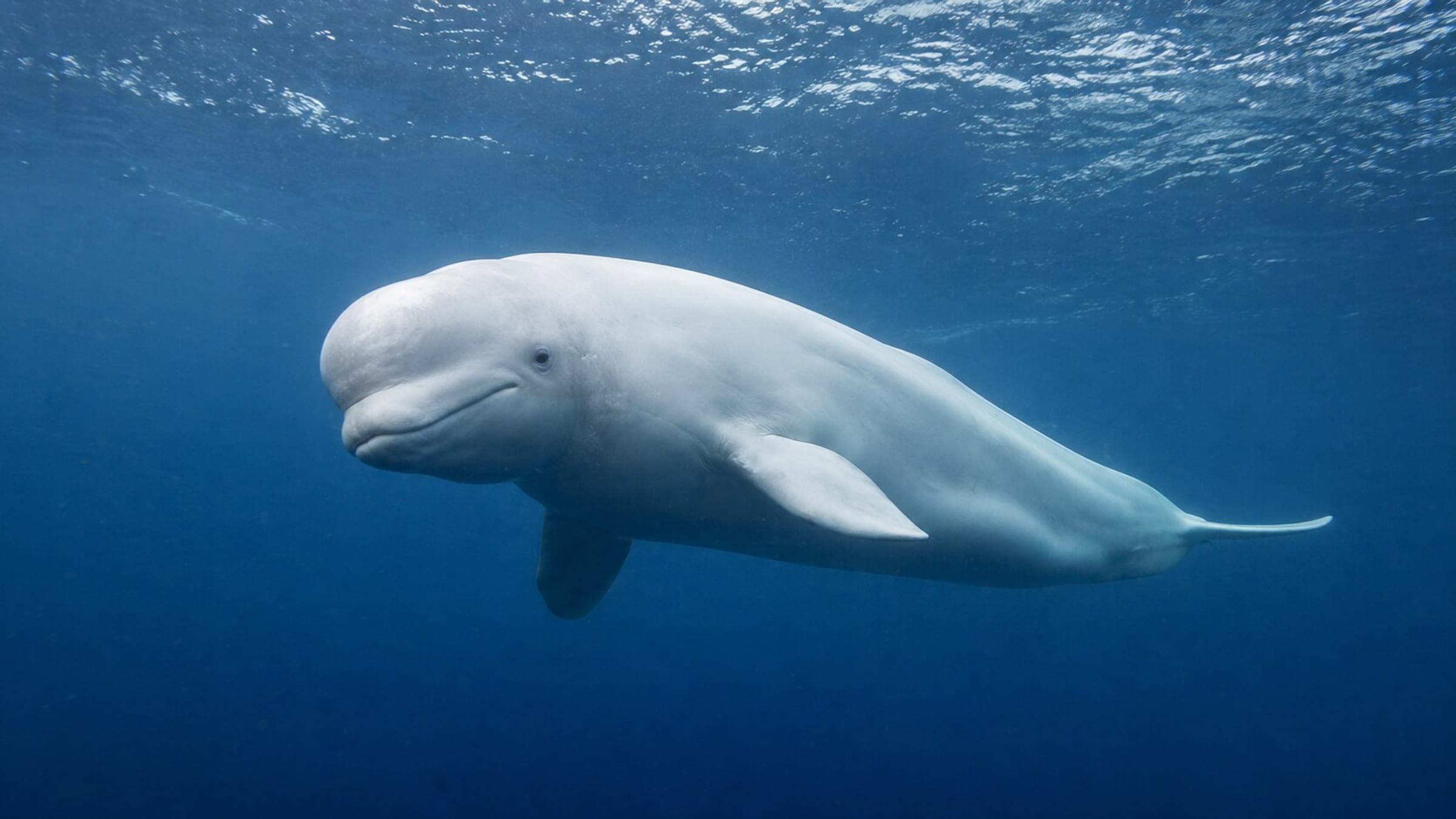 Foto de la ballena beluga
