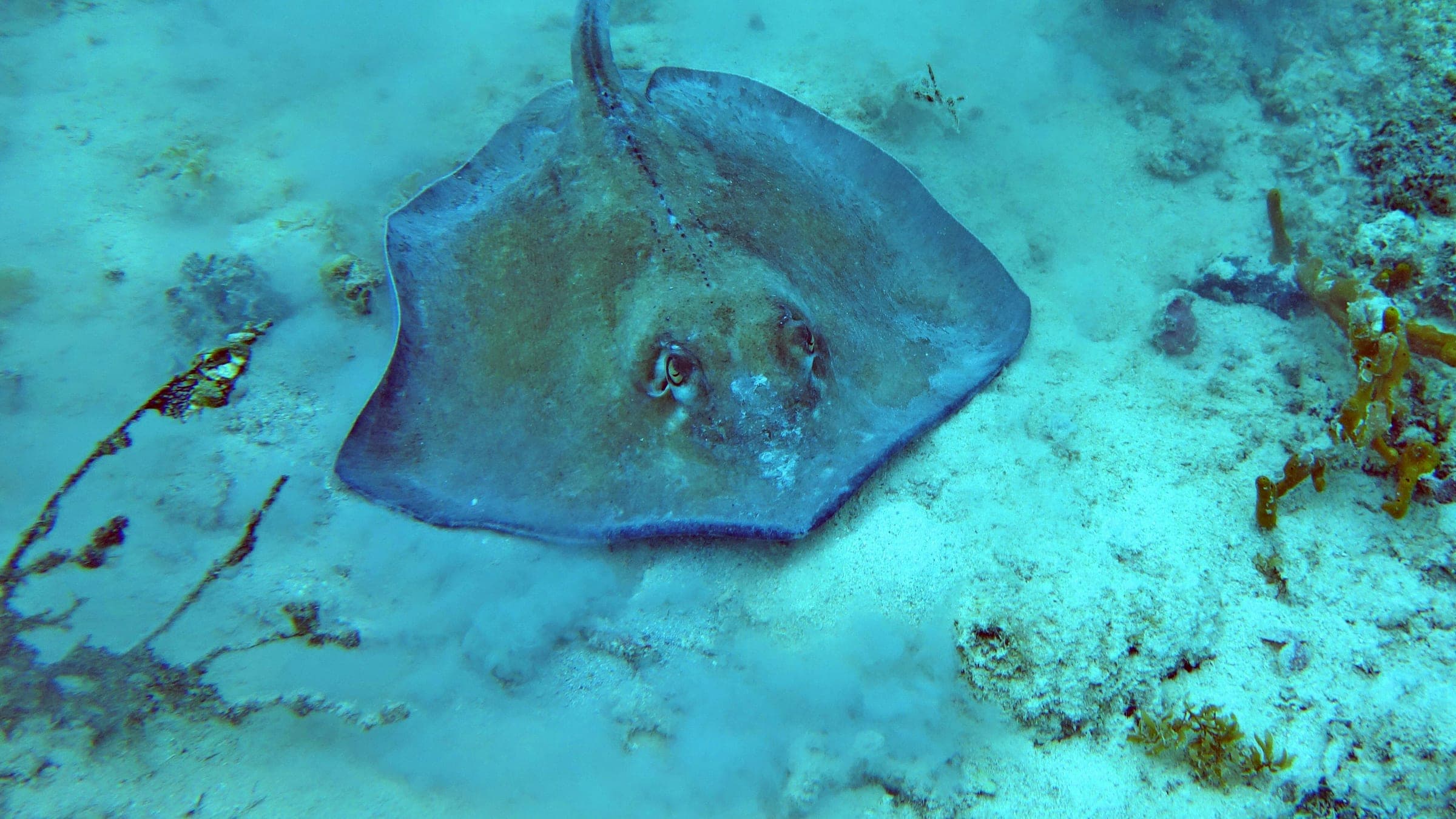 green and black fish in body of water