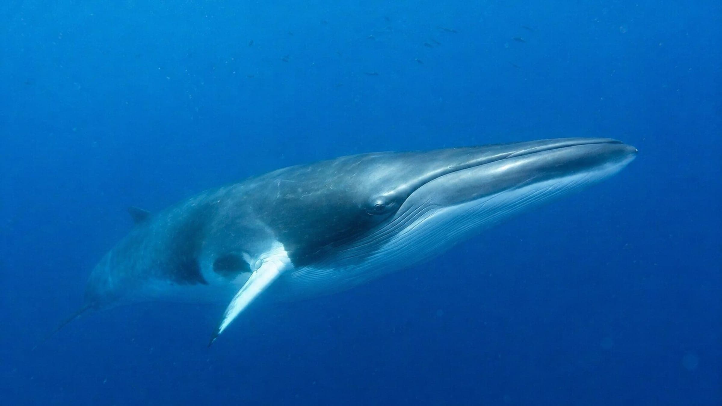 Foto de ballena minke