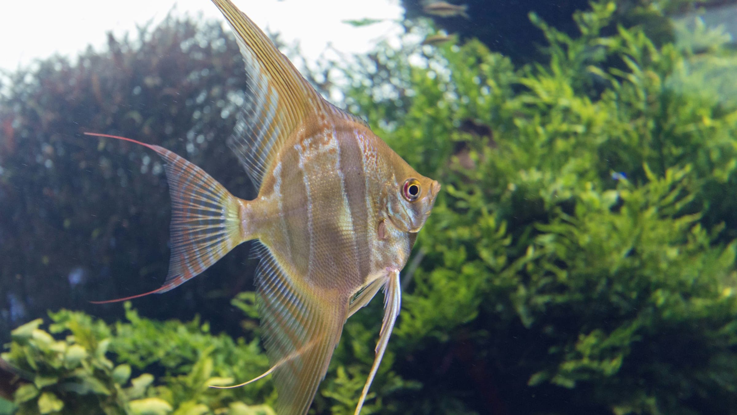 a fish that is swimming in some water