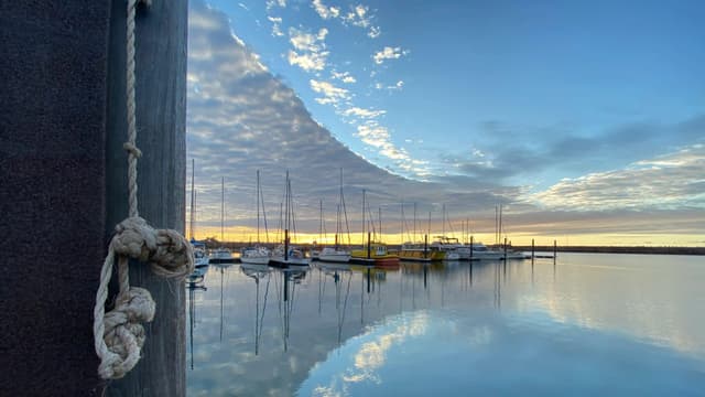 Photo of Whyalla (Giant Australian Cuttlefish aggregation)