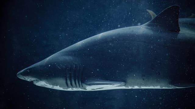 Photo of Aliwal Shoal and Umkomaas