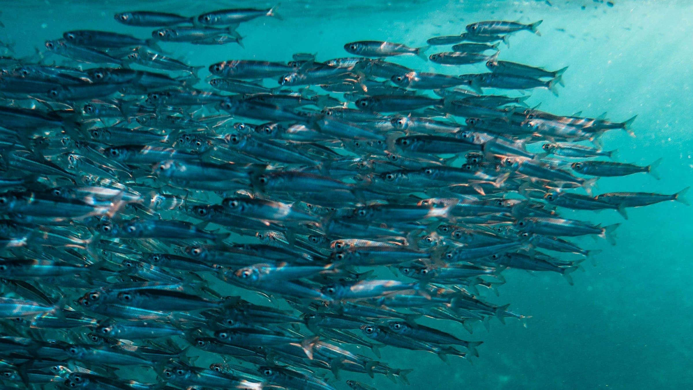 Hero photo of The Sardine Run (Wild Coast)