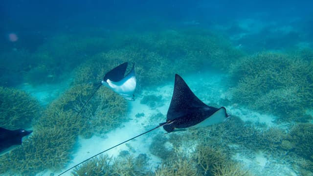 Photo of Heron Island