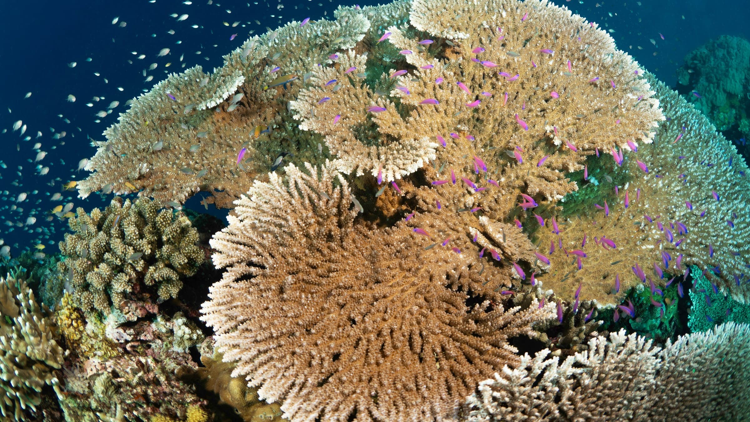 Photo of Apo Reef Philippines