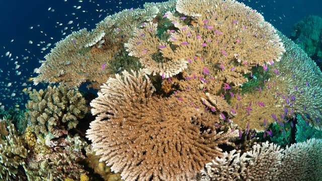 Photo of Apo Reef Natural Park