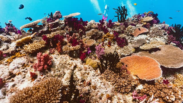Photo of Taveuni and Rainbow Reef