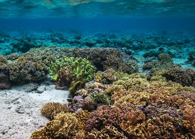 Photo of Bunaken and Manado (North Sulawesi)