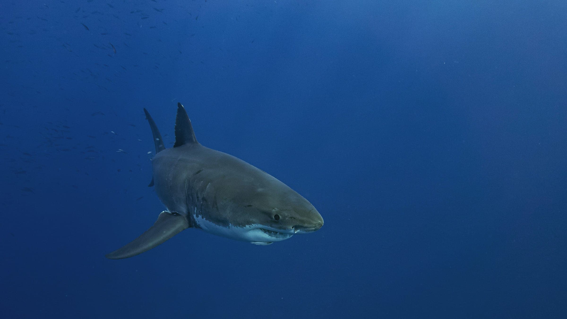 Hero photo of Gansbaai South Africa