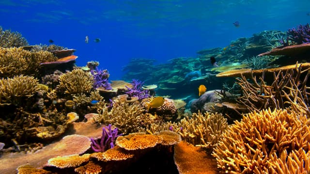 Photo of Port Douglas & GBR