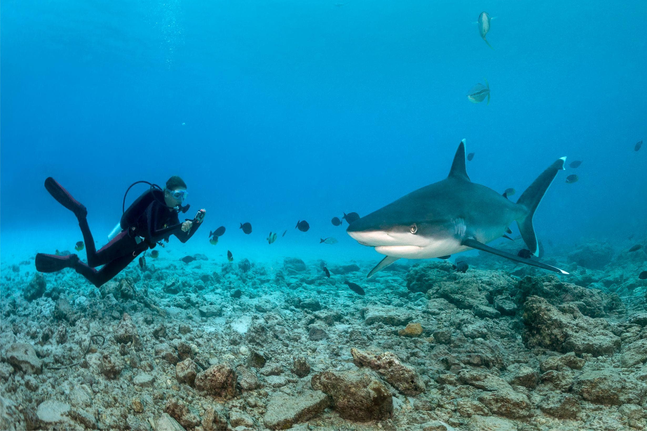 Tiger Wall dive spot