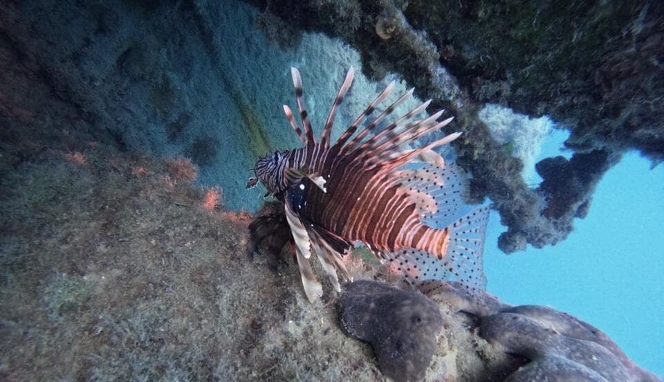 . Hunda e Kuqe dive spot