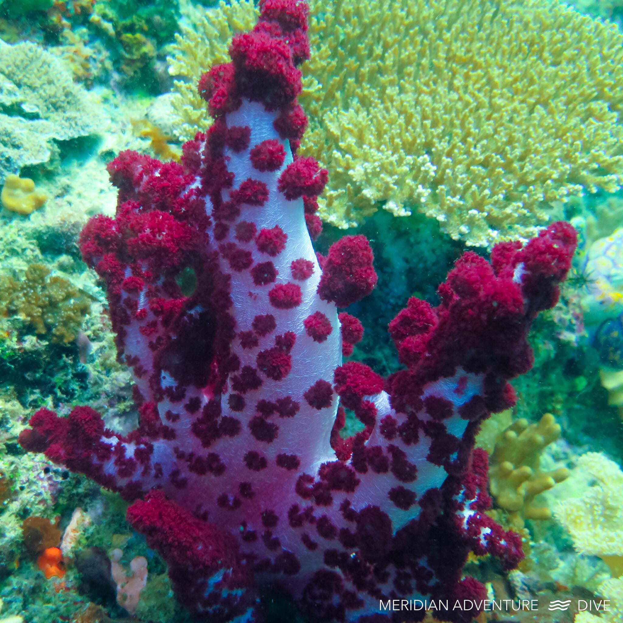 Friwen Wall, Raja Ampat dive spot