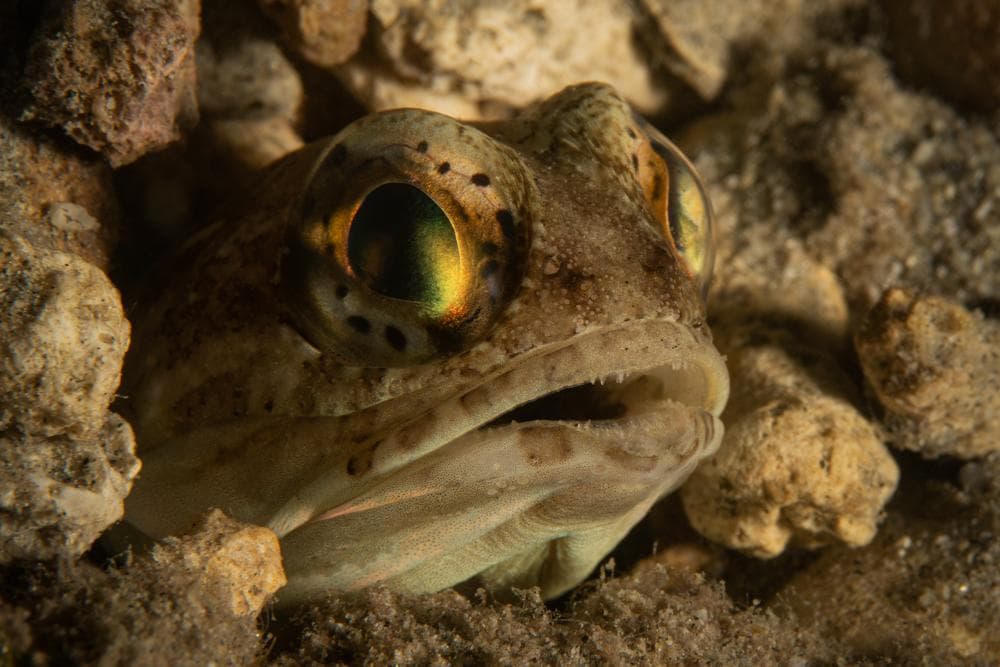 ABC House Reef dive spot