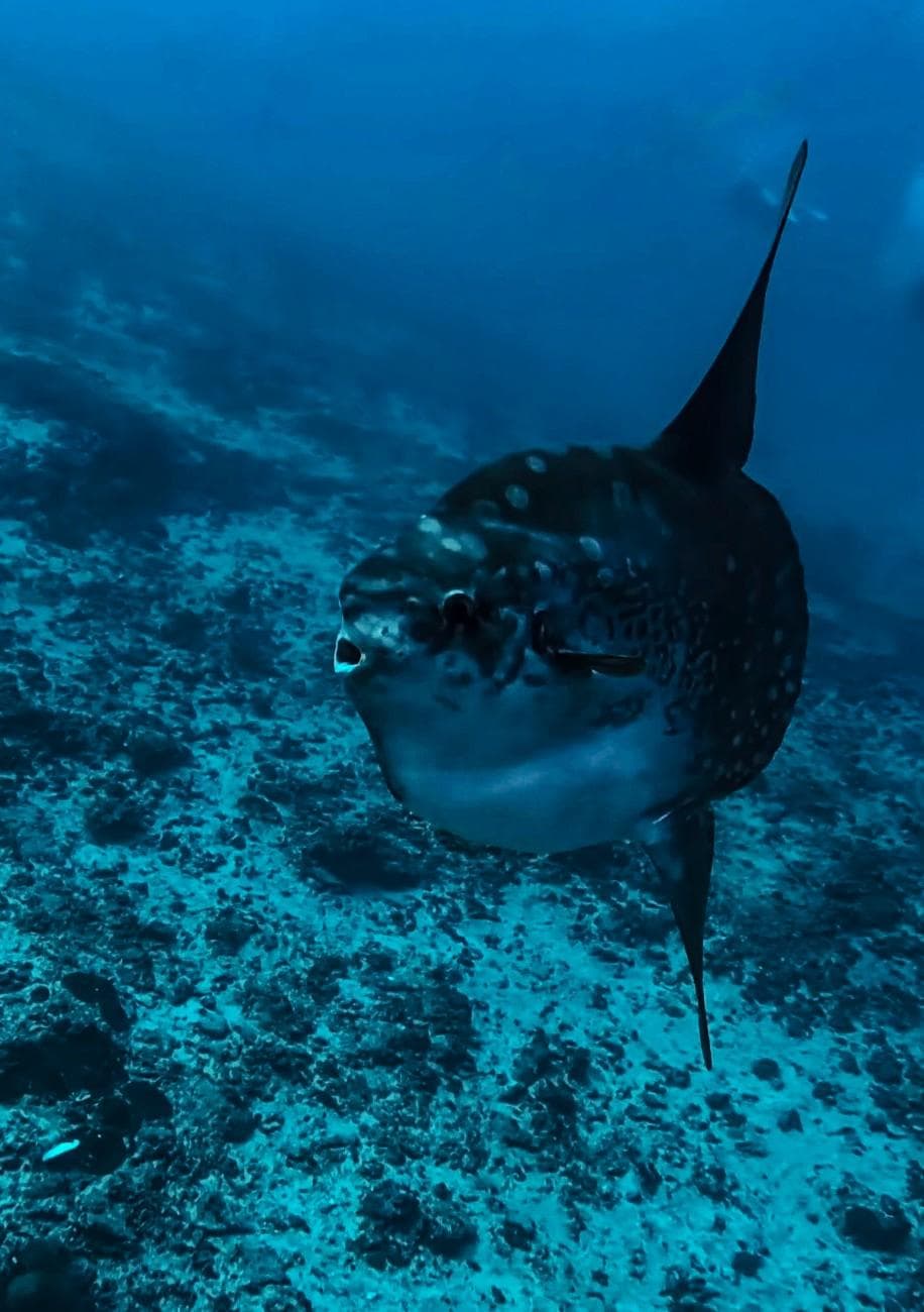 Blue Corner dive spot
