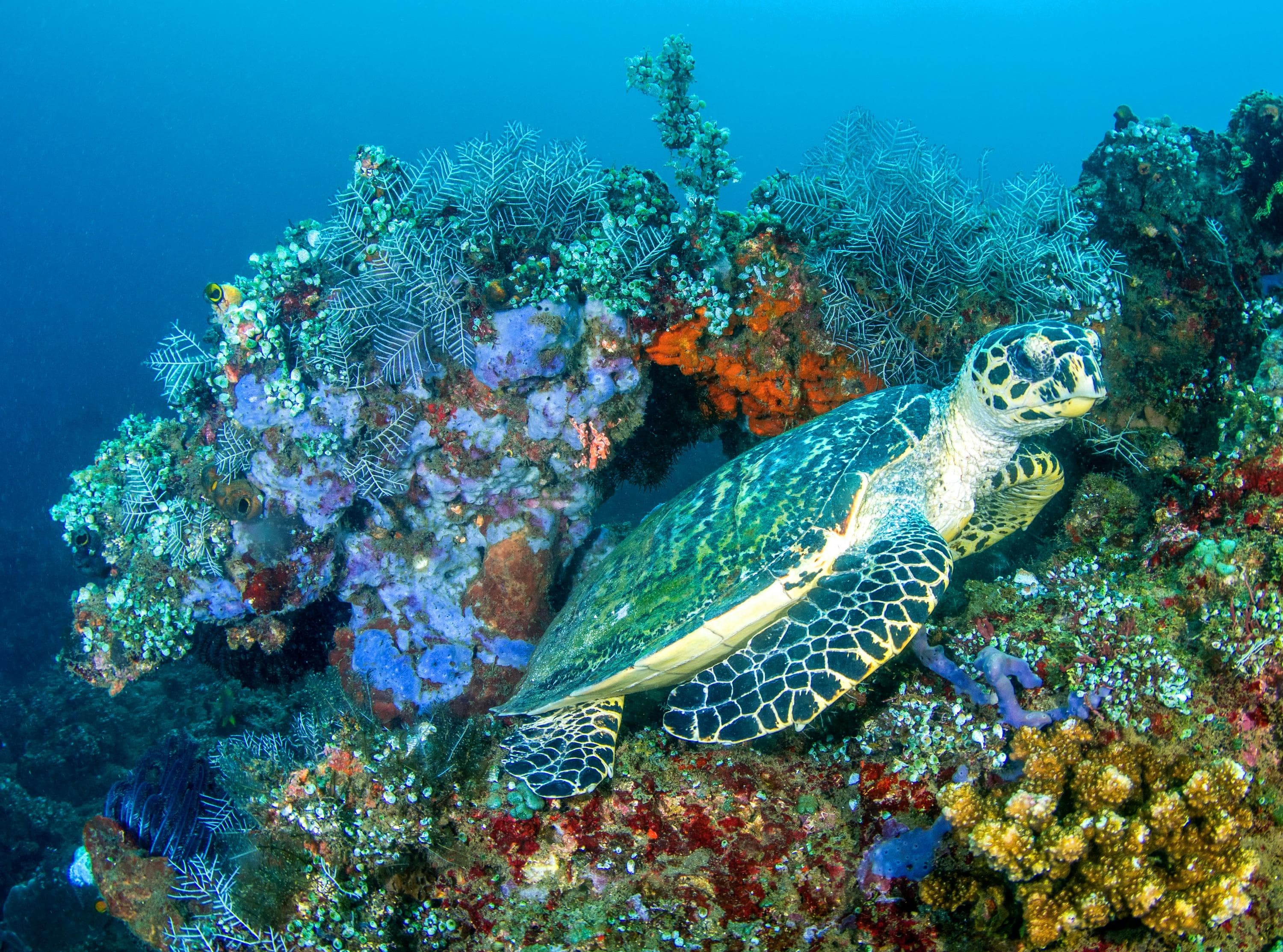 Batu Lumbung (Manta Point) dive spot