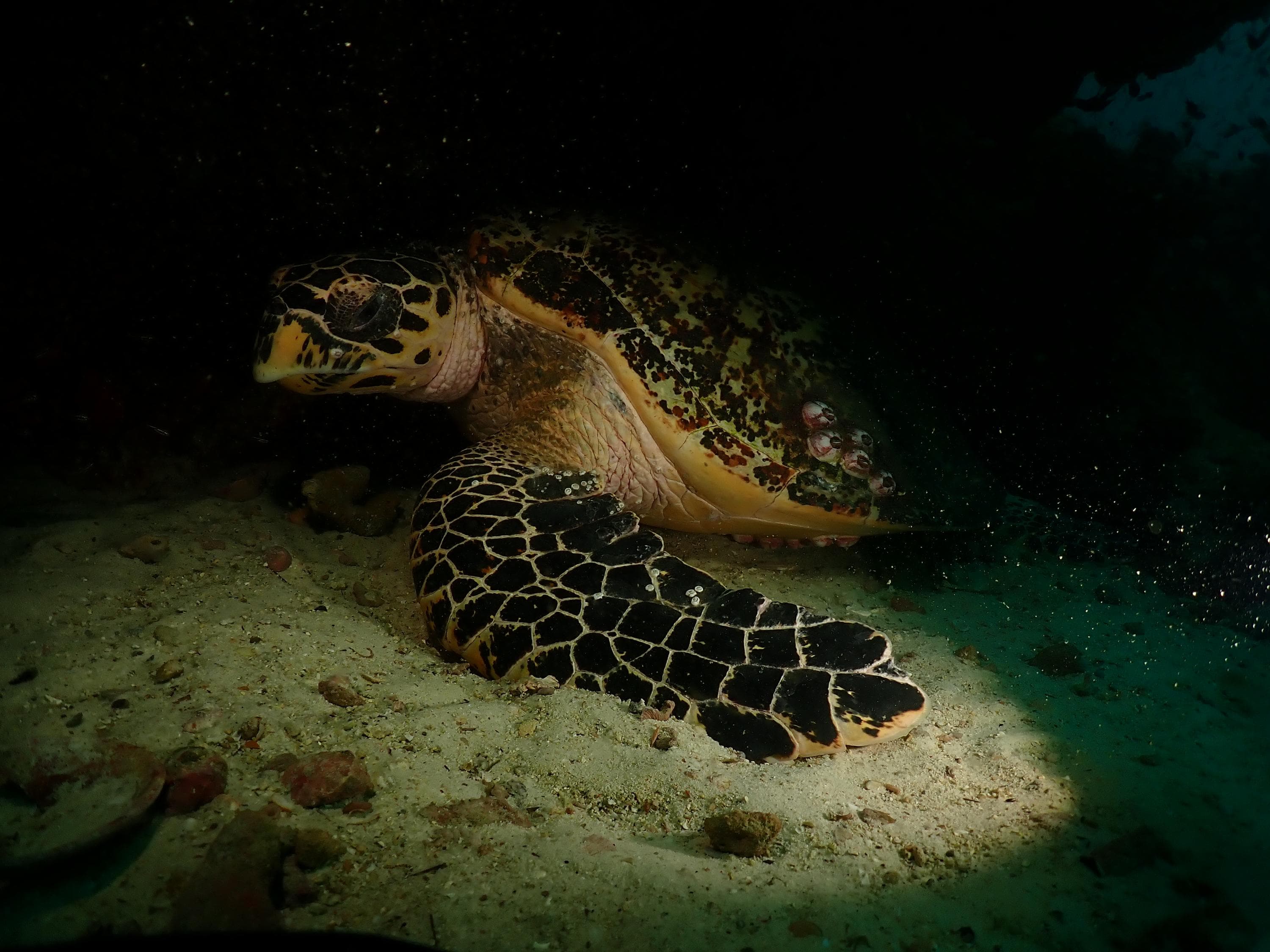 Koh Khrock dive spot